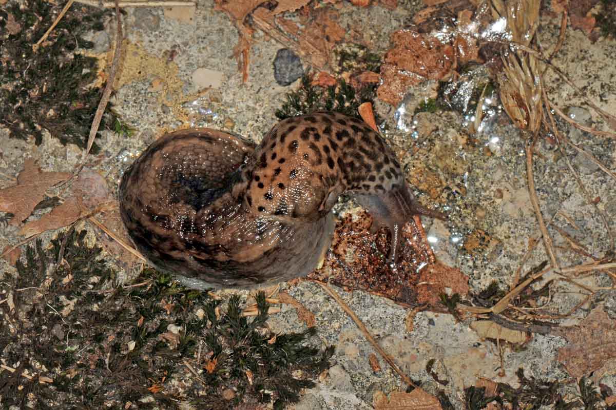 Limax in accoppiamento da id: